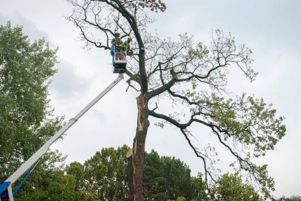 Palm Tree Trimming in Ozark, AR